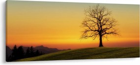 Obraz stromu na poli (120x50 cm)