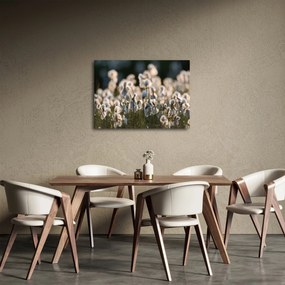 Obraz - Biely páperník (70x50 cm)