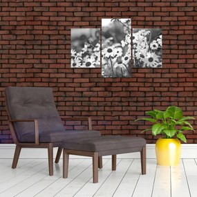 Obraz - Kopretiny (90x60 cm)
