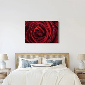 Obraz - Červená ruža s kvapkami rosy (90x60 cm)