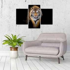 Obraz - Tiger (90x60 cm)