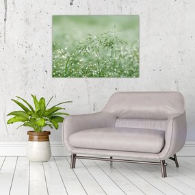 Sklenený obraz - Ranná rosa na steblach trávy (70x50 cm)