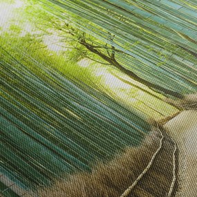 Obraz - Ulička s bambusmi (70x50 cm)