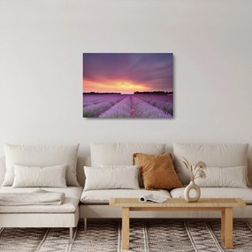 Sklenený obraz - Levanduľové pole (70x50 cm)