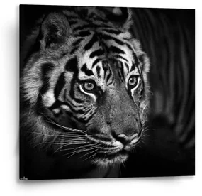 Sablio Obraz Čierno-biely tiger - 50x50 cm