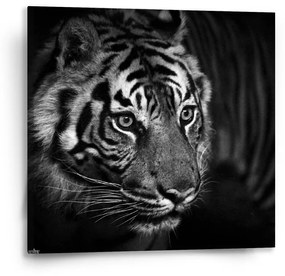 Sablio Obraz Čierno-biely tiger - 50x50 cm