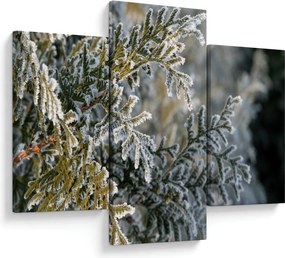 Obraz - Detail vetvy (90x60 cm)