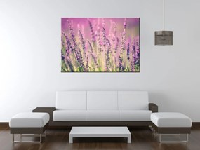 Gario Obraz na plátne Krásne levandule Rozmery: 30 x 30 cm
