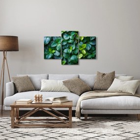 Obraz - Zelené rastliny (90x60 cm)