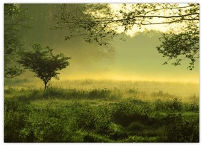 Sklenený obraz - Prebúdzajúci sa les (70x50 cm)