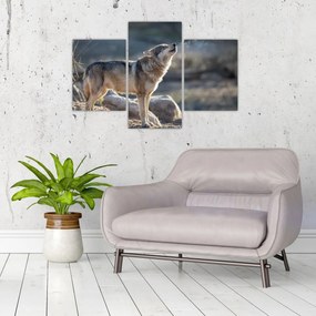 Obraz - Vyjúci vlk (90x60 cm)