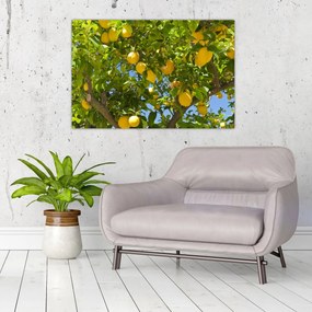 Obraz - Citrónovník (90x60 cm)