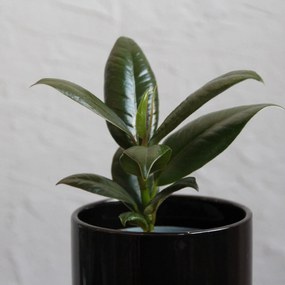 Ficus Elastica Small Form baby