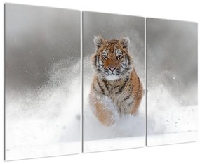 Obraz bežiaceho tigra