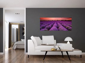 Obraz - Levanduľové pole (120x50 cm)