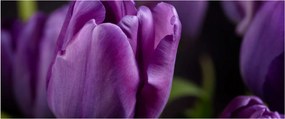 Obraz kvetov tulipánov (120x50 cm)