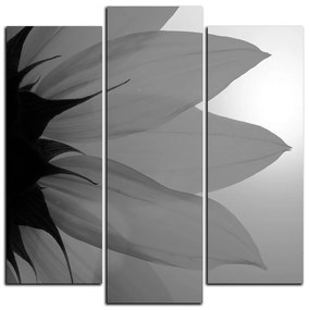 Obraz na plátne - Slnečnica kvet - štvorec 3201QC (105x105 cm)