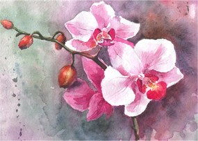 Obraz - Orchidey, aquarel (70x50 cm)