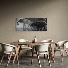 Obraz slonov - čiernobiely (120x50 cm)