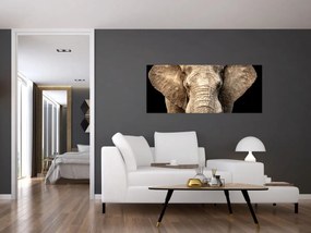 Obraz - Slon africký (120x50 cm)