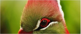 Obraz farebného vtáka (120x50 cm)