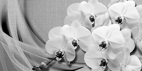 Obraz orchidea na plátne v čiernobielom prevedení Varianta: 100x50