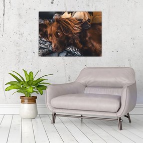 Sklenený obraz ležiacich psov (70x50 cm)