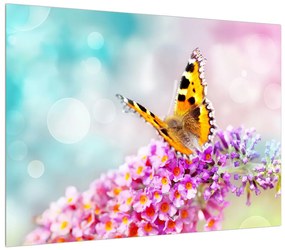 Obraz motýľa na kvetoch (70x50 cm)
