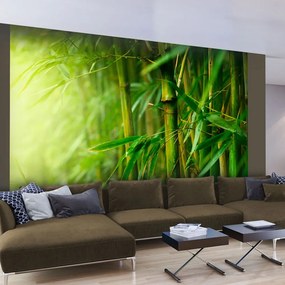 Artgeist Fototapeta - jungle - bamboo Veľkosť: 196x154, Verzia: Samolepiaca