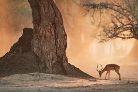 Fototapeta africká antilopa - 300x200