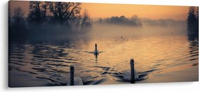 Obraz labutí na vode v hmle (120x50 cm)