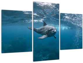 Obraz - Delfín pod hladinou (90x60 cm)