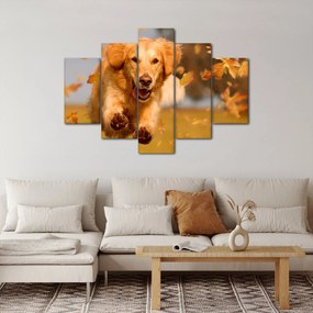 Obraz - Zlatý retriever (150x105 cm)