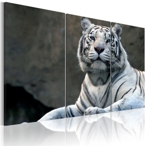 Artgeist Obraz - White tiger Veľkosť: 120x80, Verzia: Na talianskom plátne