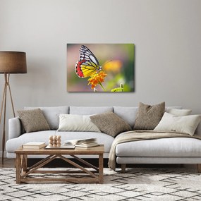 Obraz motýľa na kvete (70x50 cm)
