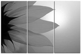 Obraz na plátne - Slnečnica kvet 1201QB (105x70 cm)