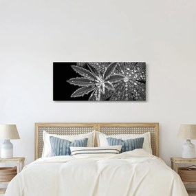 Obraz - Listy s kvapkami (120x50 cm)