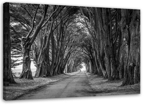 Obraz na plátně Aleje stromů v PARKU černobíle - 90x60 cm