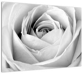 Sklenený obraz - Detail kvetu ruže (70x50 cm)