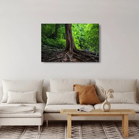 Obraz - Starý strom s koreňmi (90x60 cm)