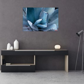 Obraz - Agáve (90x60 cm)
