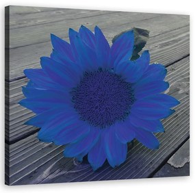 Obraz na plátně, Modrá slunečnice - 50x50 cm