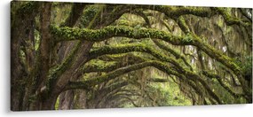 Obraz - Oaks Avenue, Charleston, Južná Karolína, USA (120x50 cm)