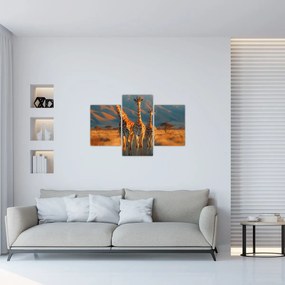 Obraz - Žirafy na pastvine (90x60 cm)