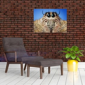 Sklenený obraz detailu pavúka (70x50 cm)