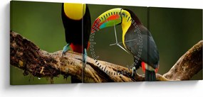 Obraz sediacich tukanov, Costa Rica (s hodinami) (90x30 cm)