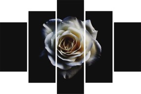 Obraz bielej ruže (150x105 cm)