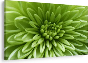Obraz - Makro snímka rastliny (90x60 cm)