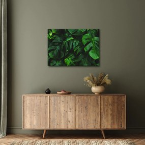 Obraz listov Monstery (70x50 cm)
