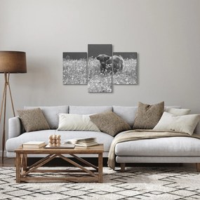 Obraz - Škótska krava 5, čiernobiela (90x60 cm)